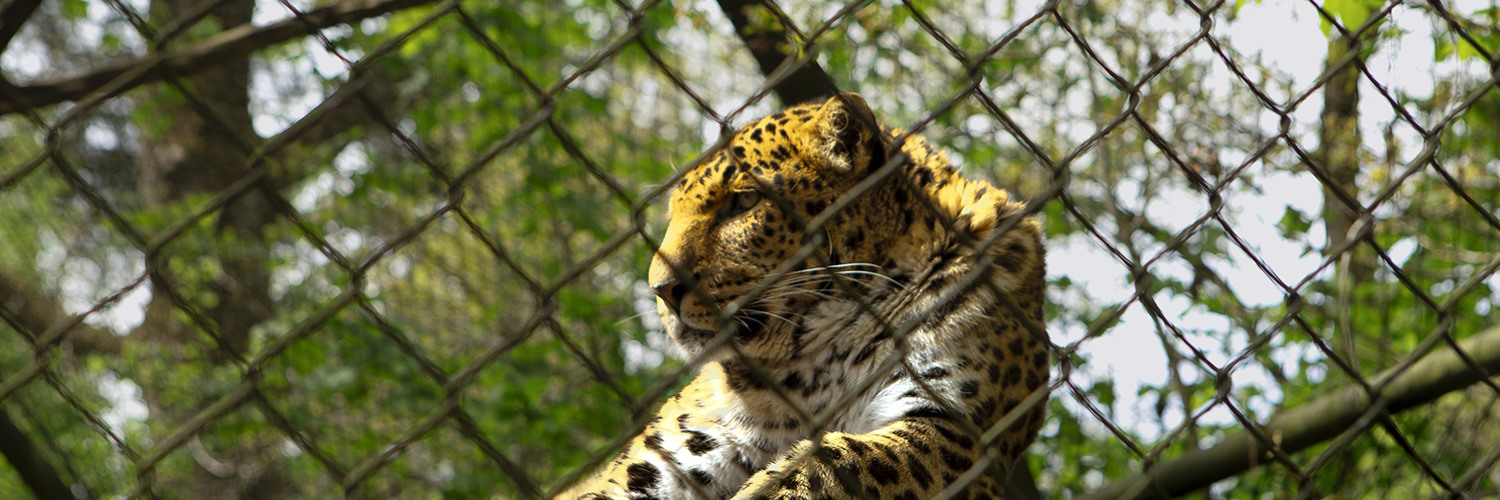 The Sight III (Verse expuest_) Leopardo Zoo Hamburgo 2026__slide